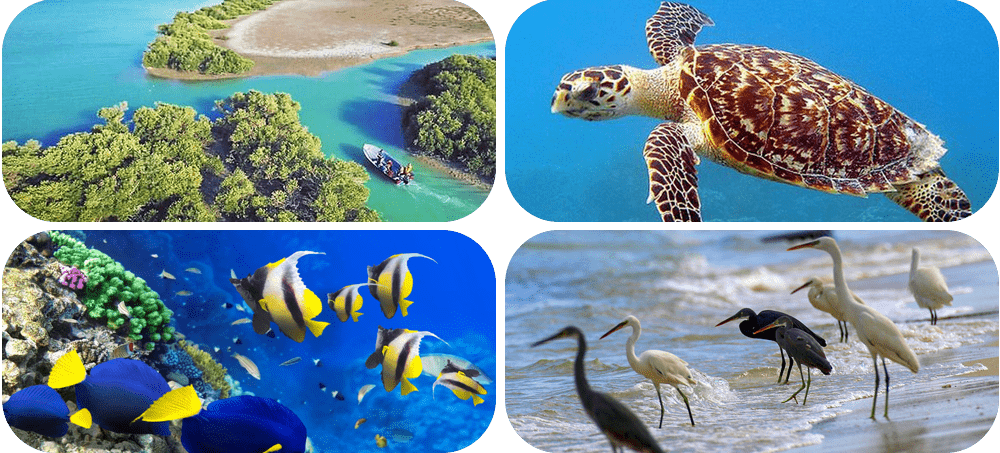 اکوسیستم دریا