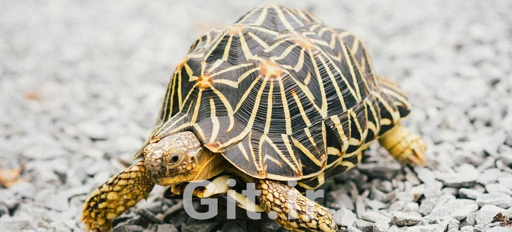 توهم پرواز در آغاز راه