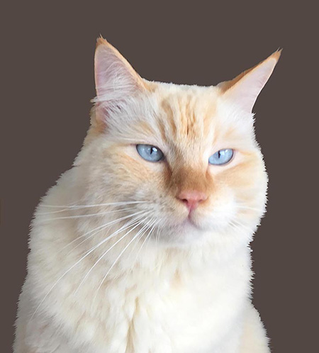 طراحی گربه واقعی